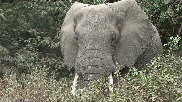 Eléphant en Tanzanie
