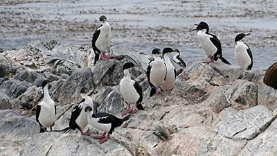Canal Beagle, manchots