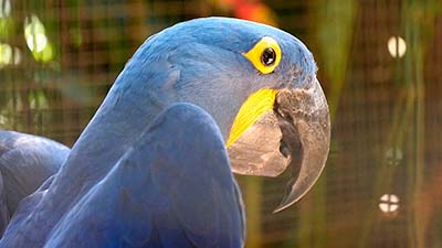 Iguazu, Perroquet dans le Parc aux oiseaux