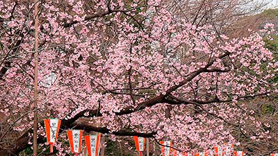 Tokyo Cerisiers en fleurs