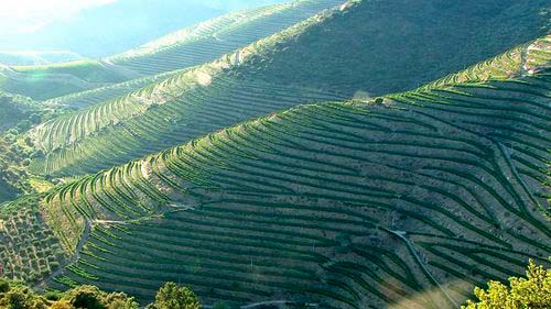 Vignobles de Porto