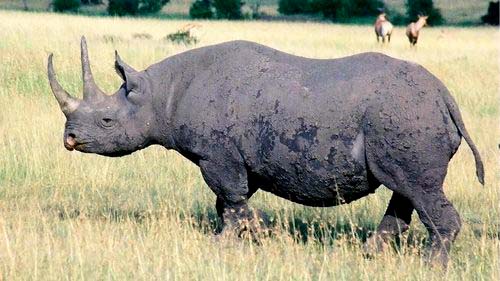 Rhinocéros